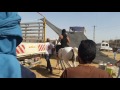 الحصان مغادر للمالك ثروت ابو عبيد