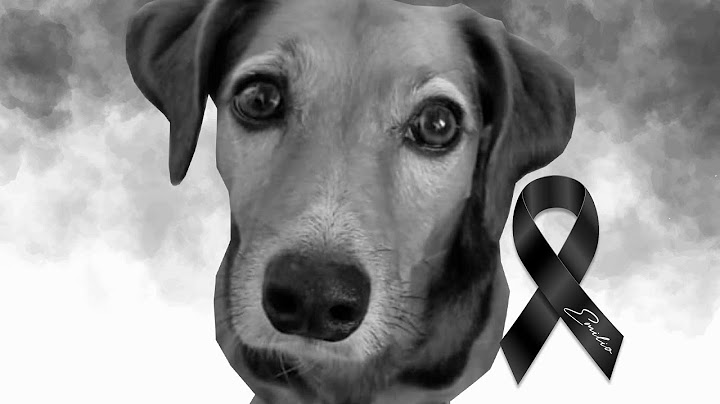El VIAJE MÁS DIFÍCIL DE MI VIDA💔PERDÍ A MI PERRO EMILIO