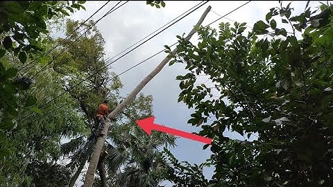 Cưa cây dừa gần cây hương đỏ , Cây dừa nhiều năm tuổi .Cưa cây kỹ thuật cao