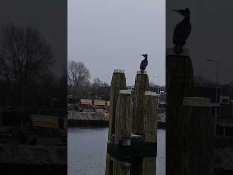 Cormorant. Баклан . #wildnaturetv250 #birds #cormorant #cattv #баклан #птицы #природа