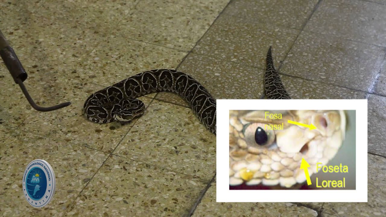 Reconocimiento de especies ofídicas  (Yarará, Cascabel y Coral)