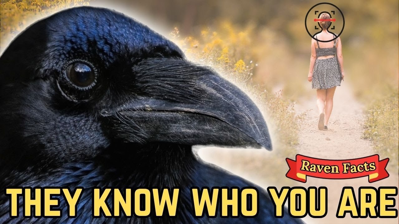 10 Raven Facts That Will Blow Your Mind (They're Smarter Than You Think!)