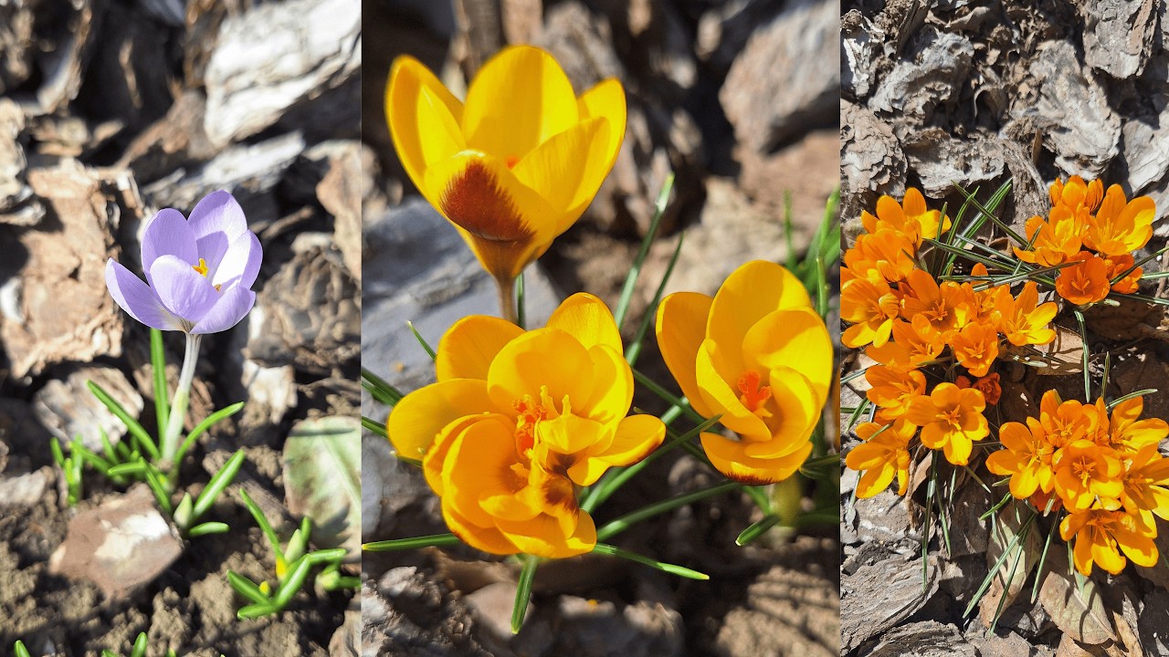 Прогулянка садом. Які роботи вже зробила. КРОКУСИ