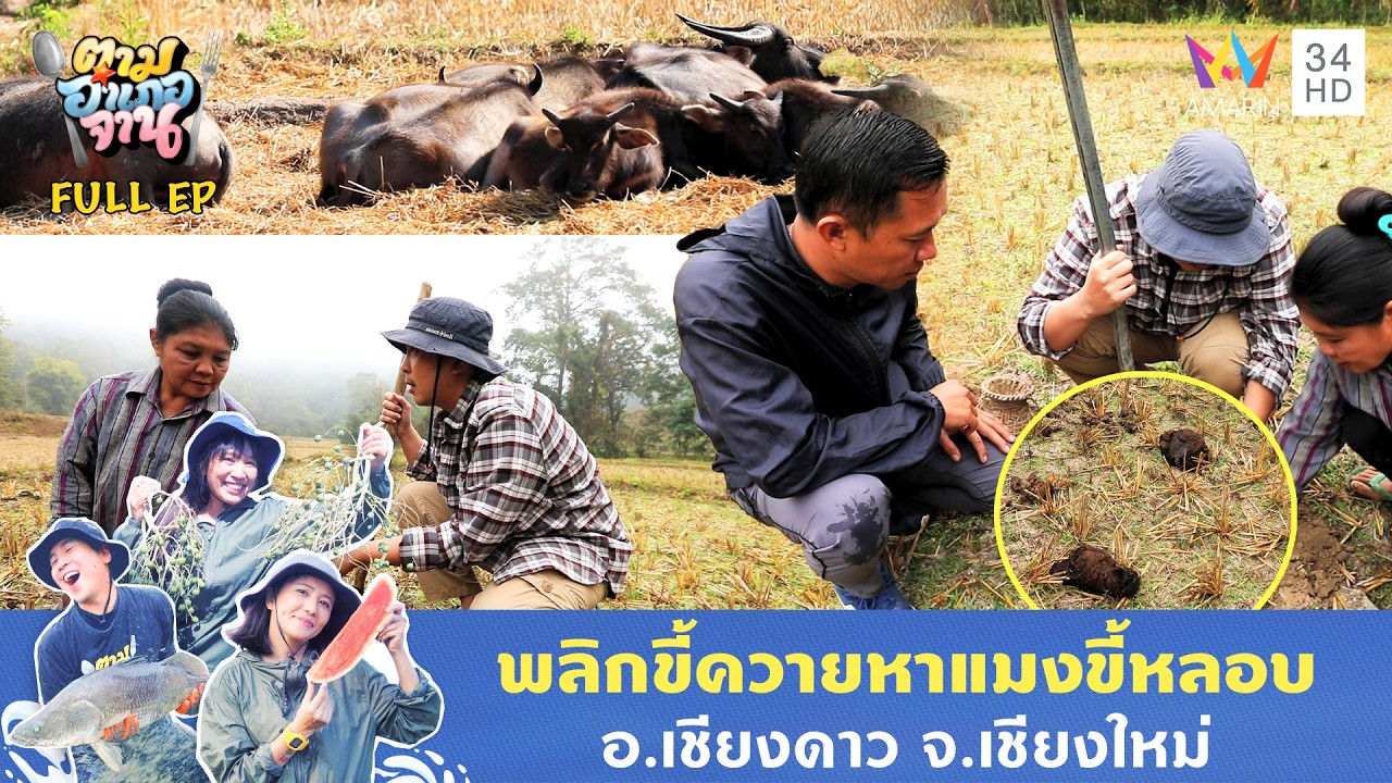 ลุยหา 'แมงขี้หลอบ' ใต้ขี้ควายหน้าหนาว อ.เชียงดาว จ.เชียงใหม่ | ตามอำเภอจาน | 10 มี.ค. 69 Full EP