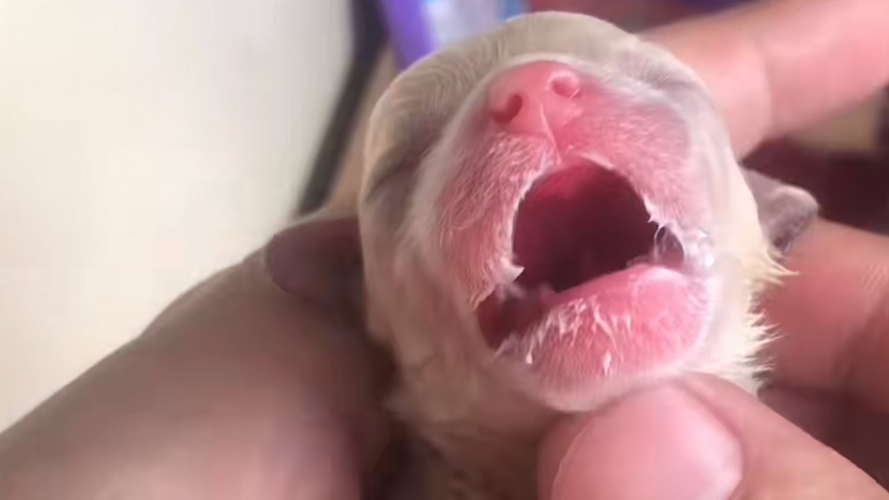 Мужчина 50 дней кормил грудью после того, как подобрал щенка и вернул его к жизни