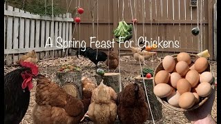 A Spring Feast For Chickens. With Chickens in Slowmo  #chicken #asmr #animals #slowed #slowmotion