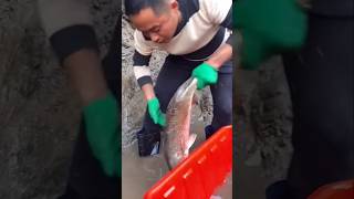 Monster Fish Caught in Deep Water