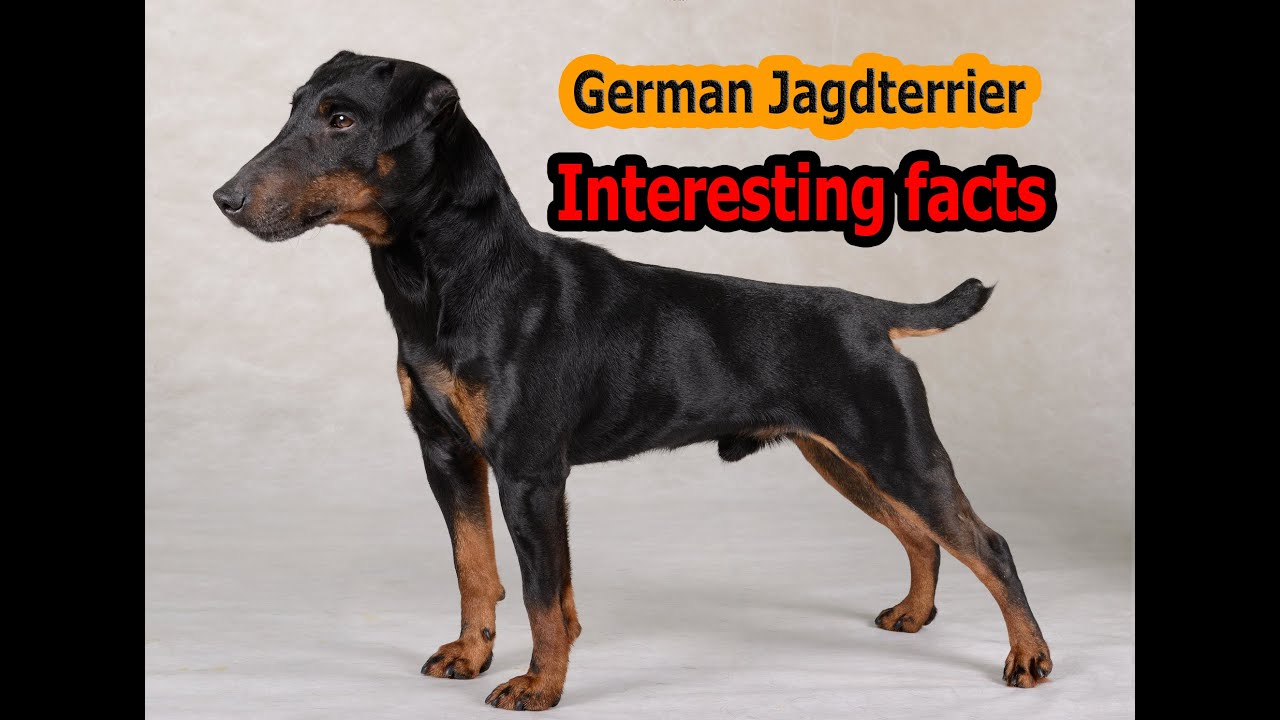 German Jagdterrier-Interesting facts.You should know about this.(6 issues at once.)