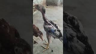 chita java aseel murga fighter