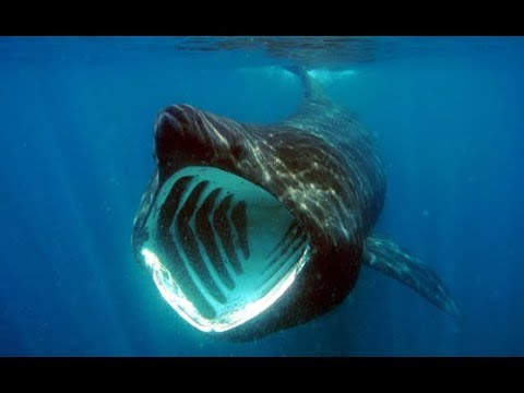Баримт: Хөхний акул