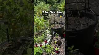 Pick That Pod Eat That Pod - 7 Pot Chocolate