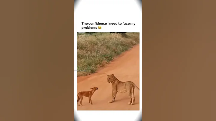 Watch the video about Dog vs lion fight funny videos 🤣
