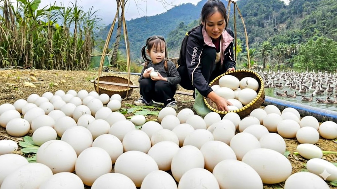 Harvesting Huge Duck Eggs and Fresh Purple Radishes with My Daughter for the Local Market
