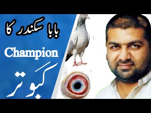 Ustad Baba skinder Champion Breeding information - YouTube