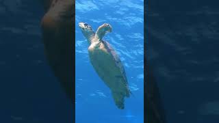 Can a sea turtle drown | NATURE Shorts | PBS