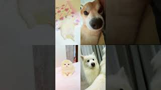 Animal Videos Everyone Replays