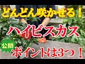 夏の王様ハイビスカスの育て方‼️ポイントが