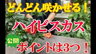 夏の王様ハイビスカスの育て方‼️ポイントが