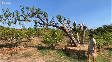 Phát hiện cây Khế cổ thụ có tàng Bay siêu khủng ở Tánh Linh Bình Thuận|Vùng Đất Rồng