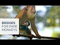 Malaysia creates bridges to save rare dusky langur monkeys