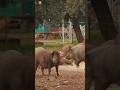Pigs Pig Sounds рџђ Pigs Pig Sounds рџђ