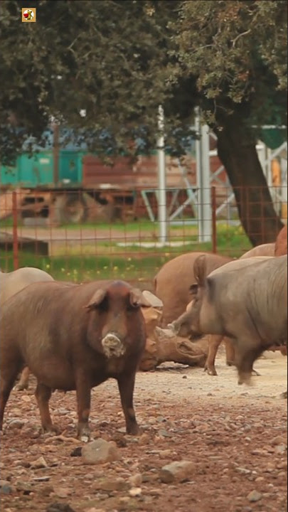 Babi - Suara Babi 🐷