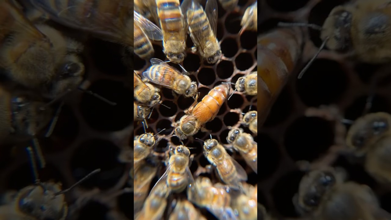 Queen update: Catherine the Great is living up to her name. 