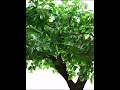 Chinese factory making artificial big trees and plants. #cozydecor #bonsai #beach