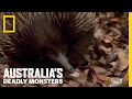 A Very Prickly Predator | Australia's Deadly Monsters