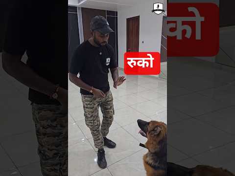 डॉग को Sit on Heel सिखाए! #dog #Dogshorts #shortfeed