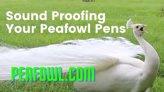 Sound Proofing Your Peafowl Pens, Peacock Minute, peafowl.com screenshot 3
