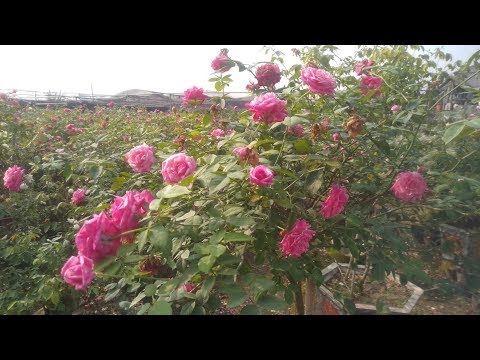 Video: Rhododendron Schlippenbach (27 ảnh): Trồng 