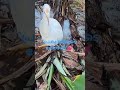 പ്രകൃതി നിങ്ങളെ തിരഞ്ഞെടുക്കും, നിങ്ങൾ ഒരു കൂട്ടുകാരനെ അന്വേഷിക്കാതിരുന്നപ്പോഴും. 🌿✨"BirdLife#Karma