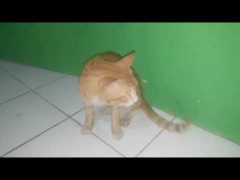 Video: Defisiensi Myelin Pada Kucing