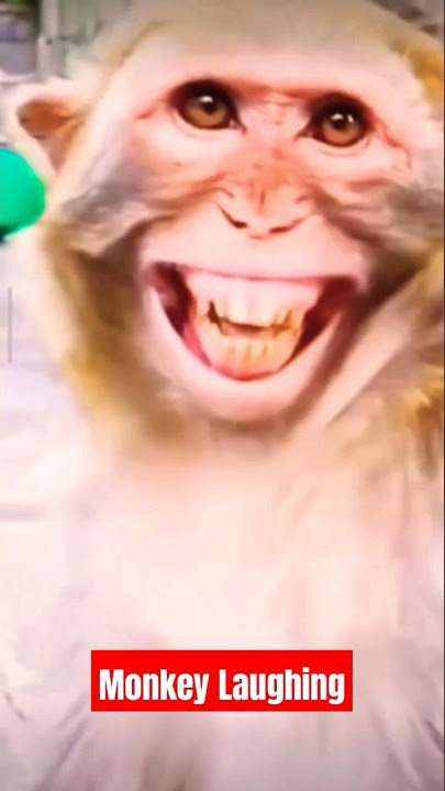Monkey Laughing Video | Monkey Video #monkey #shorts #ytshorts