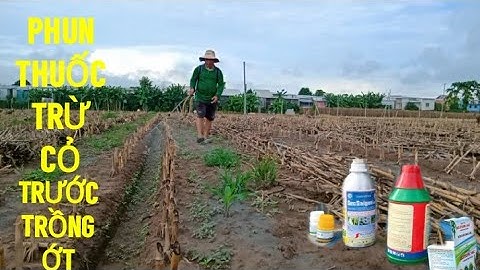 HƯỚNG DẪN PHUN THUỐC TRỪ CỎ TRƯỚC KHI TRỒNG ỚT