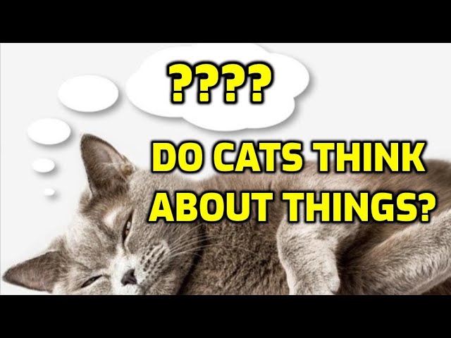 Inside The Mind of a Cat - What Do Cats Think About All Day