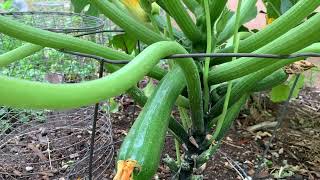 How my vertically grown zucchini is doing + tips that work //NMHighDesertGarden