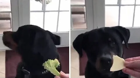 Rottweiler Says No to Vegetables and Yes to Cheese in Hilarious Video ❤️ 😍 #Shorts #rottweiler - DayDayNews