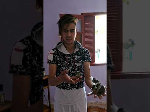 يعقوب بوعزيزي و صغار العندليب رووعة