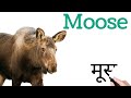 40 Wild Animals Name in Hindi and English | Learn Animals for Kids
