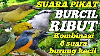 SUARA PIKAT BURCIL RIBUT | KOMBINASI 6 SUARA BURUNG KECIL