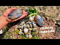 COASTAL FORAGING - Big Clams , Cockles , COOKING Fresh Clams On The BEACH !