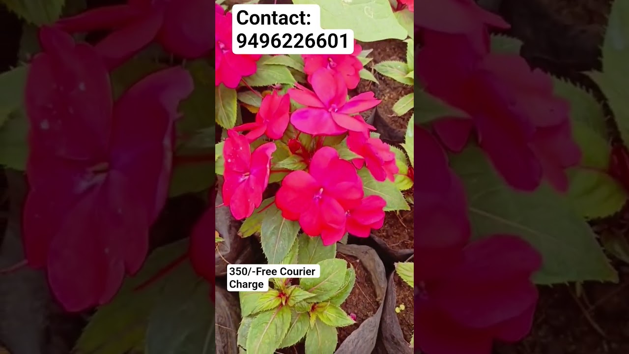 🌸Free Cc 10 Thailand Kullan Varieties Balsam 350/-🌸