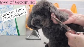 Shih Poo ear makeover | Trimming dogs ears by Love of Grooming 12,121 views 1 year ago 8 minutes, 20 seconds