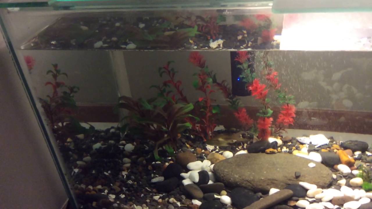 Picture Idea: Goldfish Tank Overcrowded
