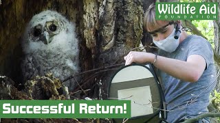 Lost Baby Owl Returned to Mum