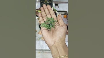 काले तिल के साथ शमी पत्र का उपाय #pradeepmishraji #mhadevbhakt #shamipatra #shivling