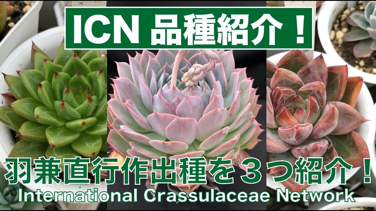 Introducing a hybrid created by Naoyuki Hanekane, registered with