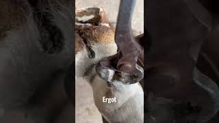 Chestnut 🌰 & Ergot trim! #asmr #farrier #oddlysatisfying #equestrian